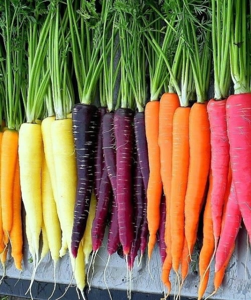 Rainbow Carrot Mix - Daucus carrota - Organic Heirloom Vegetable - 100 seeds