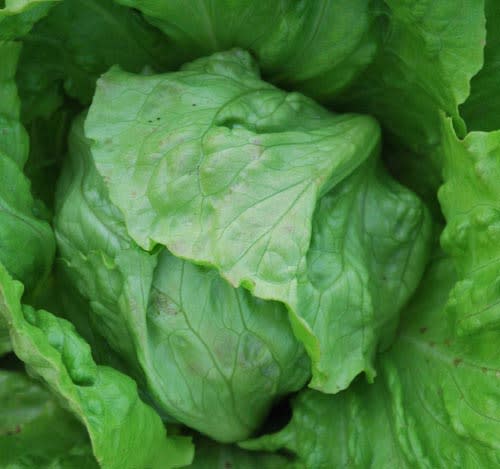 Great Lakes Lettuce - Lactuca sativa - Organic Heirloom Vegetable - 100 seeds
