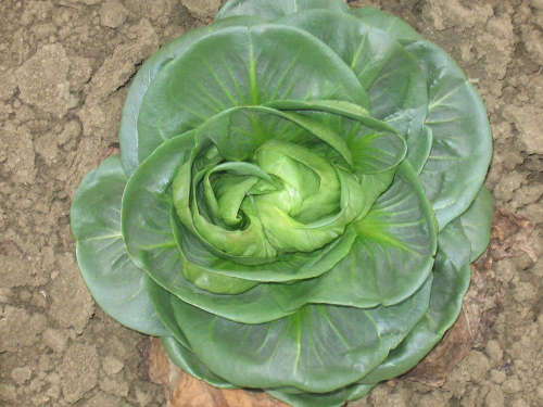 Grumola Green Chicory - Cichorium intybus - Organic Heirloom Vegetable - 100 seeds