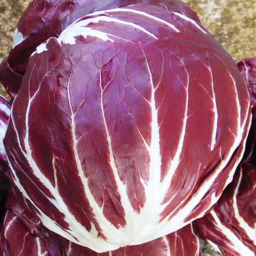 Palla Red Chicory - Cichorium intybus - Organic Heirloom Vegetable - 100 seeds