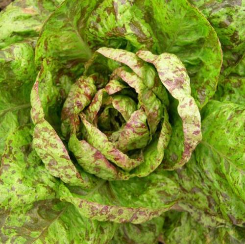Forellenschuss Cos Lettuce - Lactuca sativa - Organic Heirloom Vegetable - 100 seeds