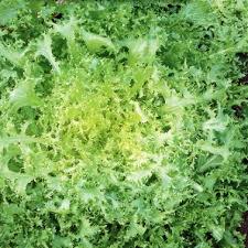 St Laurent Endive - Cichorium endivia - Organic Heirloom Vegetable - 100 seeds