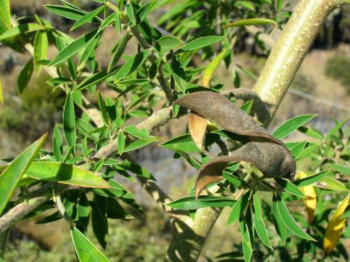 Lucerne Tree - Cytisus proliferus - Exotic Tree - 5 seeds