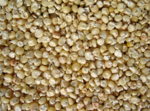 maize seeds for planting Wupperthal Maize Seeds