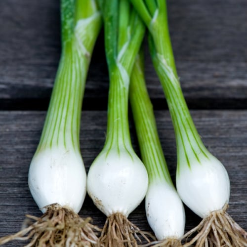 White Florence Bunching / Salad Onion - Allium cepa - Organic Heirloom Vegetable - 50 seeds