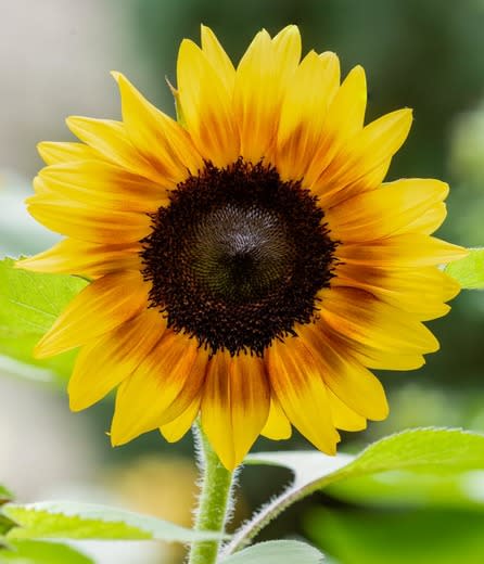 Common Sunflower - Helianthus ssp. - Organic Heirloom Annual Flower - 20 seeds