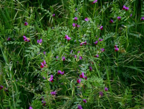 Vetch - Vicia sativa - Biomass / Green Manure / Cover crop