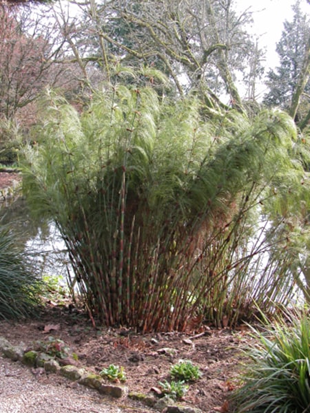 Elegia capensis - Horsetail Restio - Indigenous grass - 10 Seeds