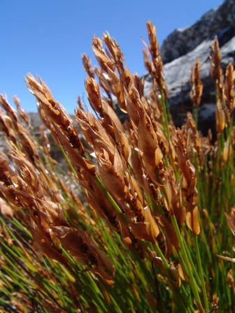 Elegia filacea - Little Golden Curls / Restio / Ornamental Grass - Indigenous grass - 10 Seeds
