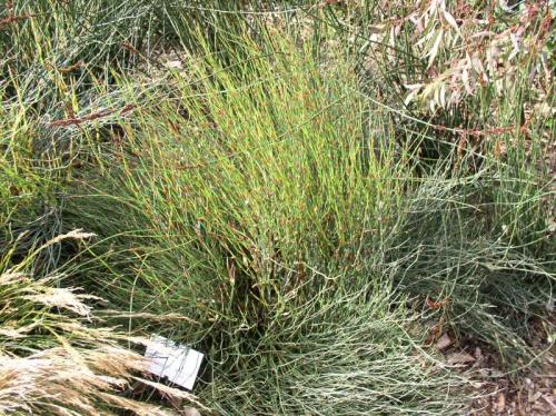 Elegia macrocarpa - Restio / Ornamental Grass - Indigenous grass - 10 Seeds