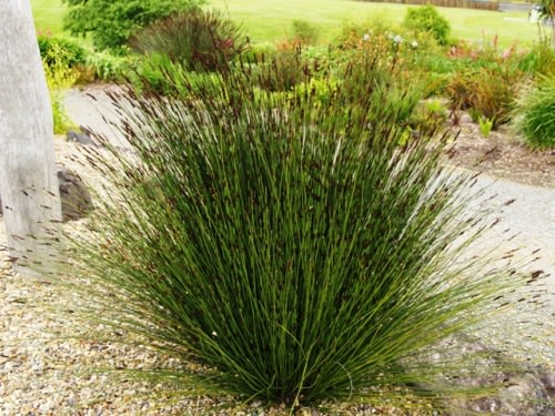 Elegia tectorum - Cape Thatching Reed / Restio / Ornamental Grass - Indigenous grass - 10 Seeds