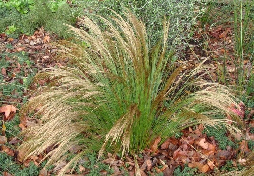 Restio festuciformis - Restio / Ornamental Grass - Indigenous grass - 10 Seeds