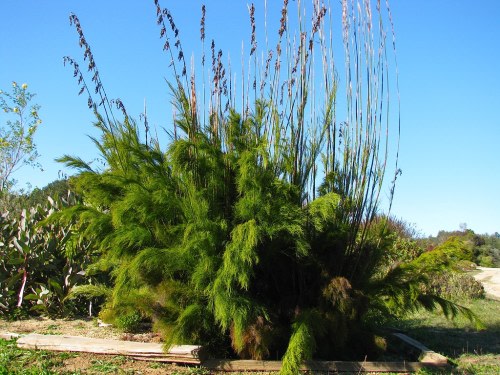 Rhodocoma gigantea - Restio / Ornamental Grass - Indigenous grass - 10 Seeds