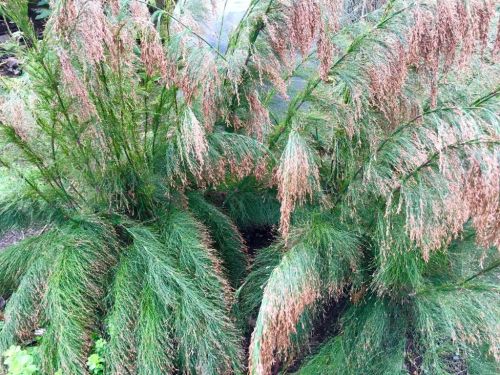 Rhodocoma capensis - Restio / Ornamental Grass - Indigenous grass - 10 Seeds