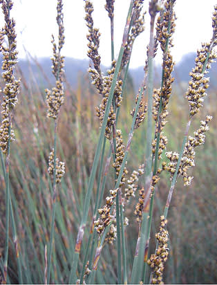 Rhodocoma arida - Restio / Ornamental Grass - Indigenous grass - 10 Seeds