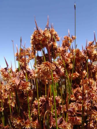 Staberoha aemula - Restio / Ornamental Grass - Indigenous grass - 10 Seeds