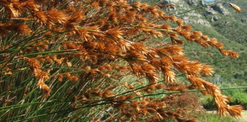 Thamnochortus insignis - Restio / Ornamental Grass - Indigenous grass - 10 Seeds