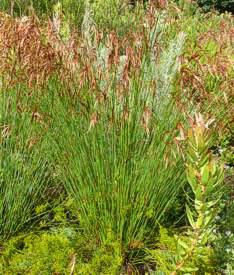 Thamnochortus lucens - Restio / Ornamental Grass - Indigenous grass - 10 Seeds