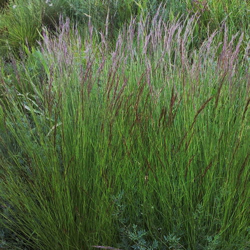 Aristida junciformis - Ornamental Grass - Indigenous grass - 10 Seeds