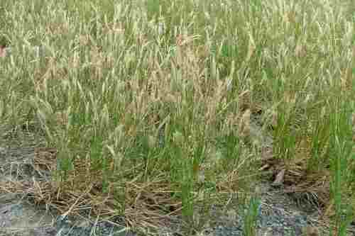 Chloris virgata - Feather Windmill grass / Restio / Ornamental Grass - Indigenous grass - 10 Seeds