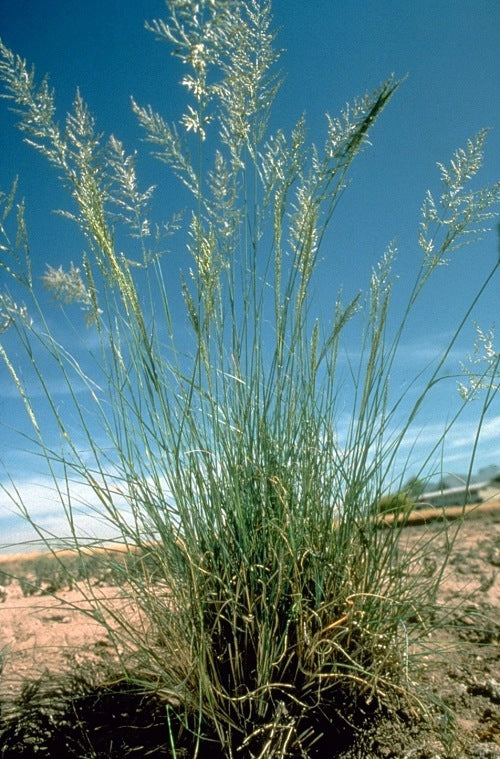 Eragrostis curvula - Weeping Love Grass / Ornamental Grass - Indigenous grass - 10 Seeds
