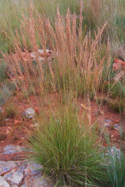 Loudetia simplex - Ornamental Grass - Indigenous grass - 10 Seeds