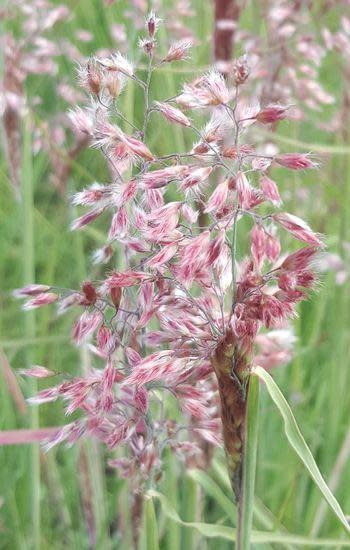 Melinis repens - Natal Red Top Grass / Ornamental Grass - Indigenous grass - 10 Seeds
