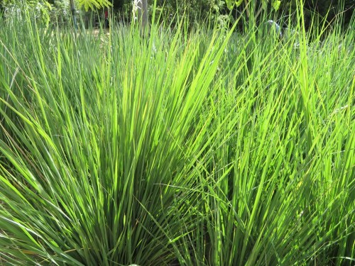 Miscanthus capensis - East Coast Boomgrass / Ornamental Grass - Indigenous grass - 10 Seeds