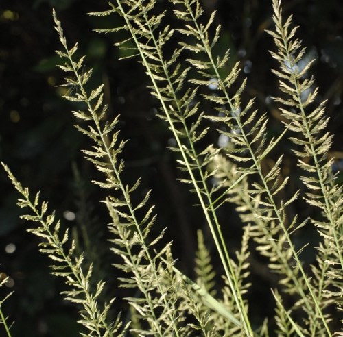 Pogonarthria squarrosa - Sickle Grass / Ornamental Grass - Indigenous grass - 10 Seeds