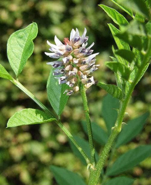 Liquorice Root Plant - Glychrrhiza glabra - Herb / Plant - 5 Seeds