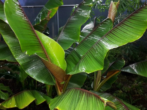 Musa itinerans Forma India - Tropical Wild Banana / Ornamental - Fruit - 5 Seeds