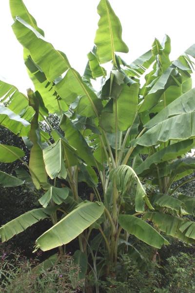 Musa yunnanensis - Yunnan Banana / Tropical Ornamental - Fruit - 5 Seeds