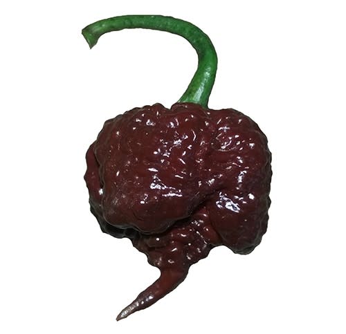 Chocolate Carolina Reaper - Capsicum chinense - Extreme Chilli Pepper - 5 Seeds
