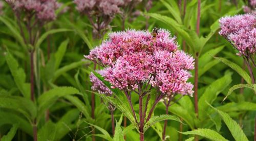 Gravel Root - Eutrochium purpureum - Medicinal Herb / Plant - 20 Seeds