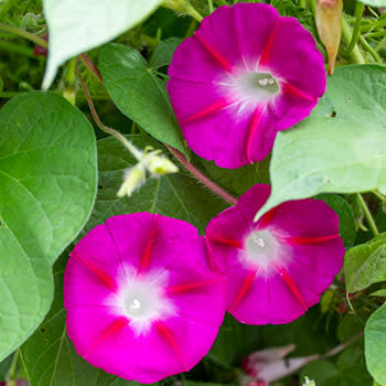 Morning Glory Big Pink - Ipomoea hirsutula - Annual Flower - 20 Seeds