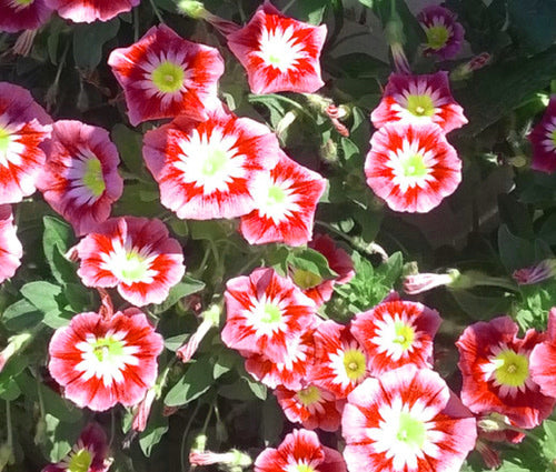 Morning Glory Ensign Red - Convolvulus tricolor - Annual Flower - 5 Seeds