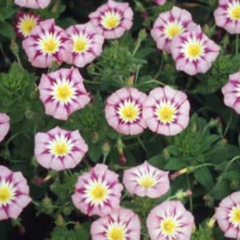 Morning Glory Ensign Rose - Convolvulus tricolor - Annual Flower - 5 Seeds