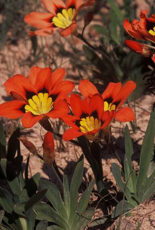 Sparaxis Tricolor - Indigenous - South African Bulb - 10 Seeds