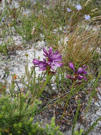 Thereianthus Bracteolatus - Indigenous South African Bulb - 10 Seeds