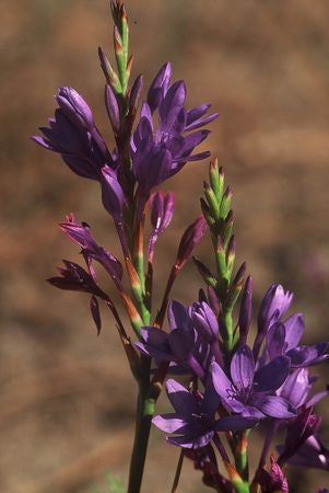 Thereianthus Spicatus - Indigenous South African Bulb - 10 Seeds
