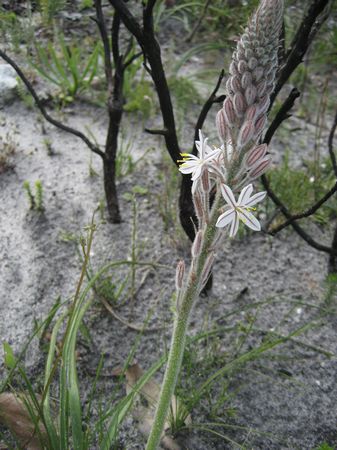 Trachyandra Hirsutiflora - Indigenous South African Bulb - 10 Seeds