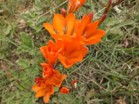 Tritonia crocata - Indigenous South African Bulb - 10 Seeds