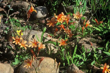 Tritonia Securigera - Indigenous South African Bulb - 10 Seeds