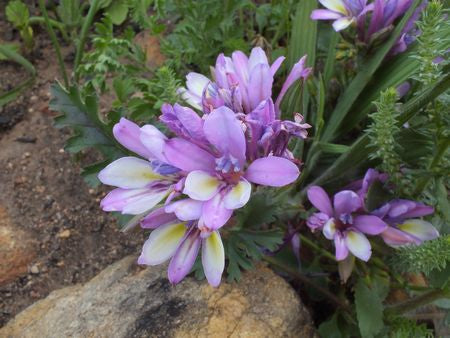 Babiana Stricta Blue - Indigenous South African Bulb - 10 Seeds