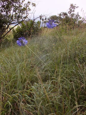 Agapanthus Caulescens - Indigenous South African Bulb - 10 Seeds