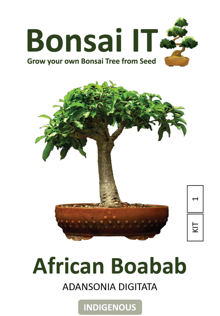 Bonsai IT - African Baobab - Adansonia digitata - Kit 1