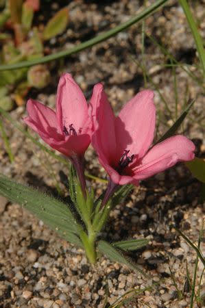 Babiana blanda - Indigenous South African Bulb - 10 Seeds
