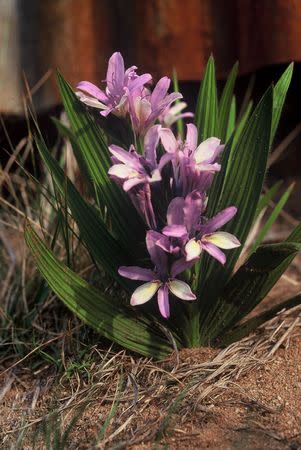 Babiana fragrans - Indigenous South African Bulb - 10 Seeds