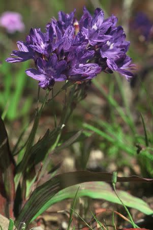 Codonorhiza corymbosa - Indigenous South African Bulb - 10 Seeds