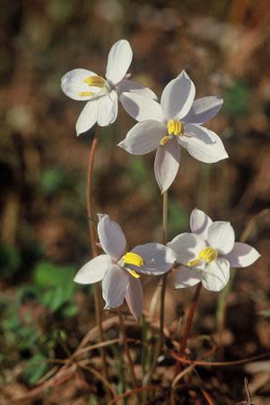 Cyanella alba - Indigenous South African Bulb - 10 Seeds
